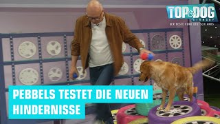 DAS hat keiner erwartet😅 | Top Dog Germany