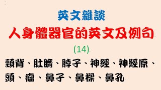 英文雜談：人身體器官的英文及例句 14：頸背、肚臍、脖子、神經、神經原、頭、瘤、鼻子、鼻樑、鼻孔