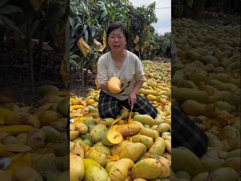 How To Cut Tasty Mango On My Farm. China video.#mango #shortsfeed #shorts