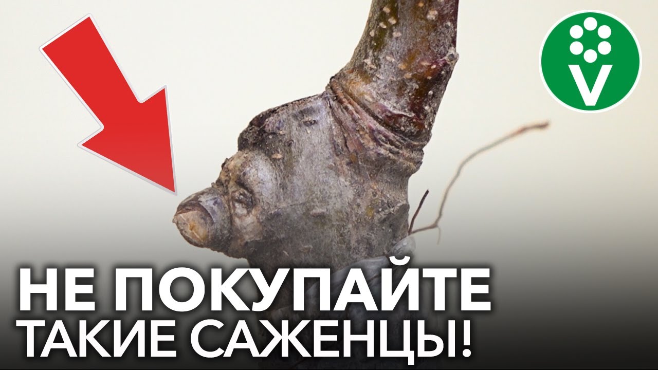 Какие саженцы яблони ни в коем случае нельзя покупать? Особенности посадки
