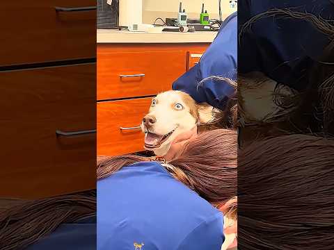 Dog afraid of doctors #funny #doggielife #animals #dogs #youtube #doctors
