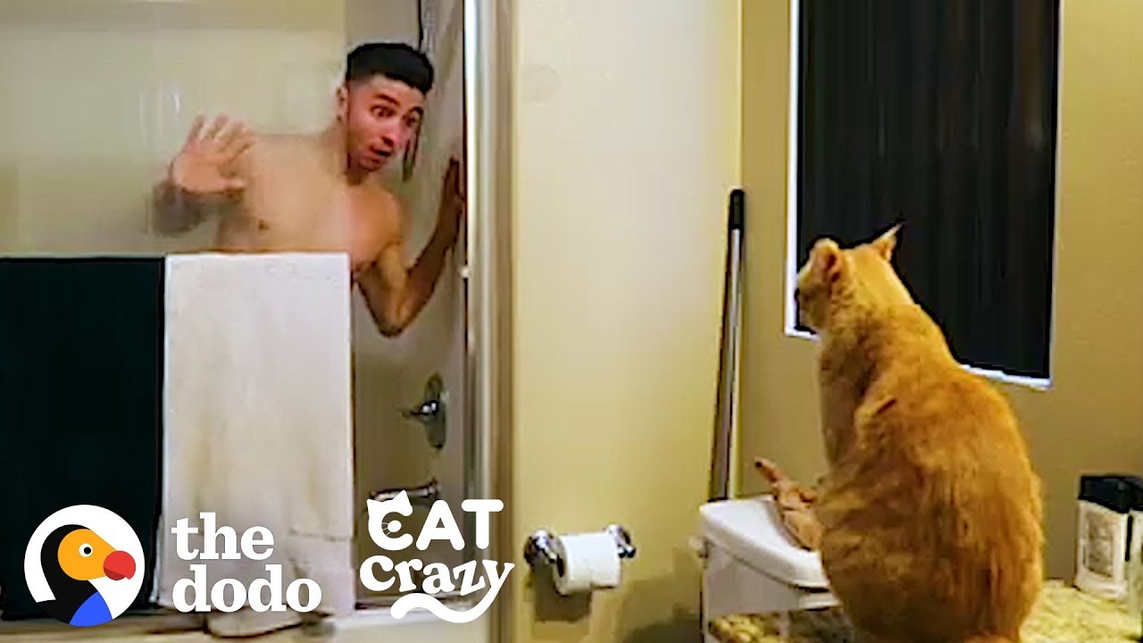 Every Cat Parent Cat Crazy