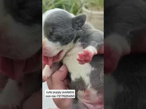 cute puppy available for sale kisi ko chaiyea to con me-7217625450 #shorts #short #trending #reels
