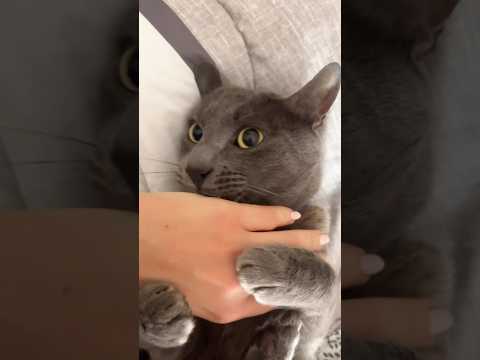 Regalé a mi gato :( #videosdegatos #videosgraciososdegatos #gatoschistosos #gatosgrasiosos