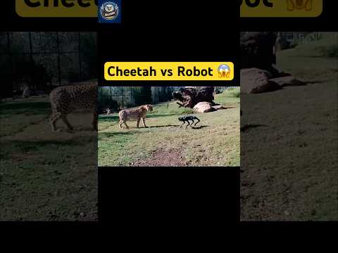 Cheetah vs Robot: Speed Meets Steel