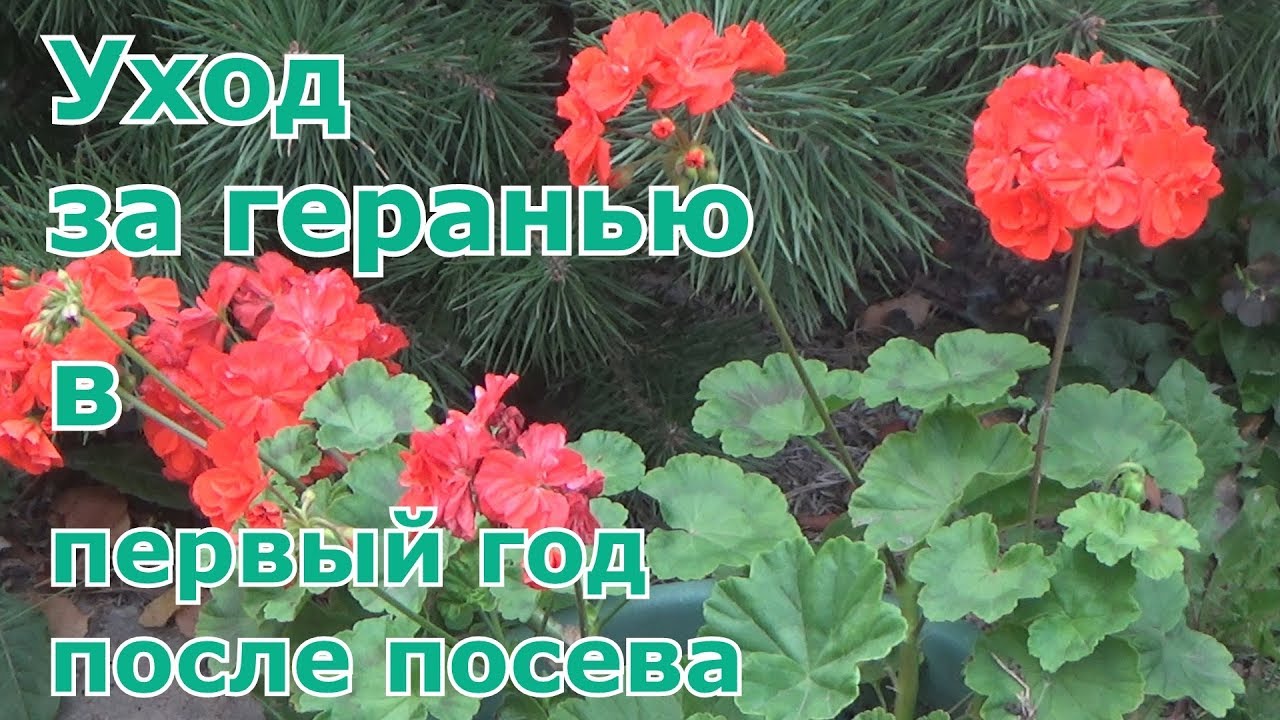 Уход за геранью. Пересадка, перевалка, прищипывание, черенкование, полив, подкормки и другое