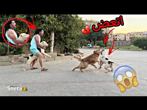 بويكا سلطان هجوم علي كلب الجيران😱💔(زورنا صاحبي وكلبة الجديد🐶)