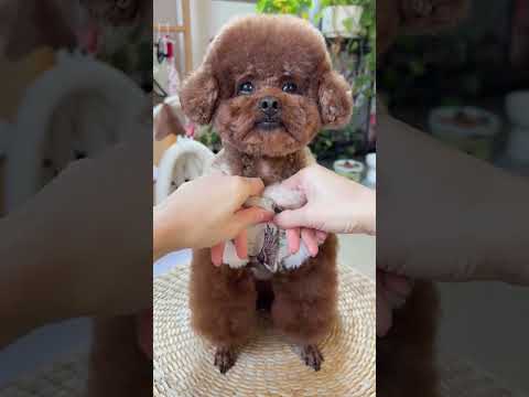 Cute Poodle Rocking Stylish Outfits – You’ll Love This! 💕 #poodlestyle #petfashion