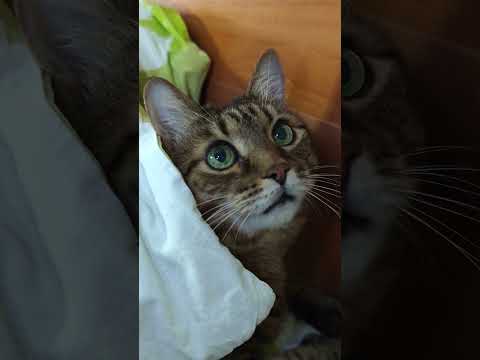Делайте выводы 🤔😮🤗🤩 #цитаты #cat #юмор