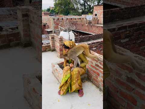 Itni kirpa sanware banaye rakhna #shree_krishna_ringtone #monkey #monkeyvideosforkids