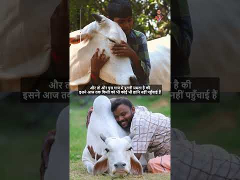 एक गाय जो भगवान कृष्ण के दर्शन करने आती हैं😳 #lordkrishna #cow #youtubeshorts