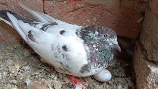 कबूतरों का इतना बड़ा घर /very big pigeon house 🏡🏡#pigeon #viral #kabutar #kabutarbaji