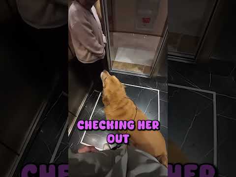 Golden Retriever scares her so she becomes the dog! (@540pm)