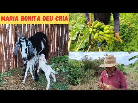 🏡 Maria Bonita Deu Cria Vejam Só os Filhotinhos🐐🐐+Colhendo Banana Fartura no Sítio Gratidão