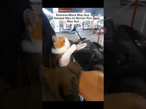 Isi Bensin Aja Mau Ikut #shorts #cat #kucing #catlovers #animals #funny #pets #cute