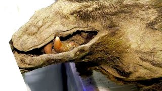 This 3,500-Year-Old Bear Was Discovered Frozen Solid in Ice