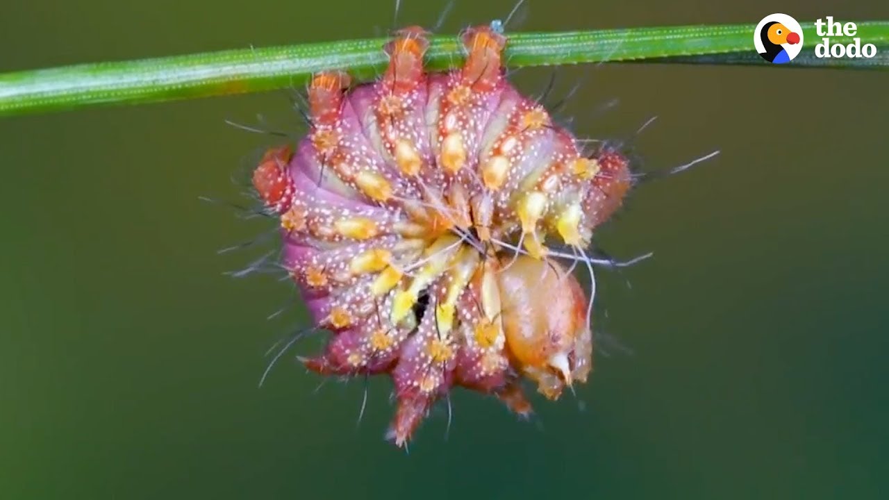 Watch This Caterpillar Turn Into A Chinese Luna Moth