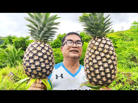 PAANO MALAMAN KUNG PWEDE NG ANIHIN ANG PINYA - D' Green Thumb