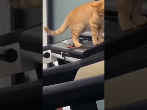 Il gatto più intelligente al mondo 😂😂 #shortsvideo #cat #fun #art #intelligent