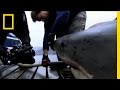 Shark Expedition Procedures and Challenges