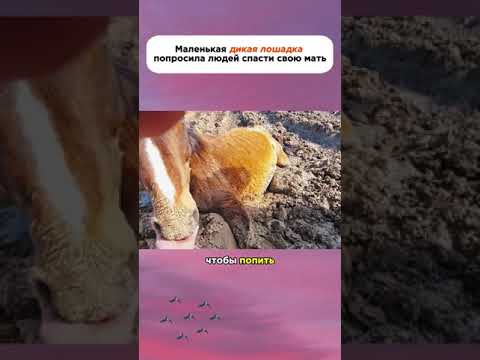 Маленькая дикая лошадка #новости #дикиеживотные #лошадь #любовь #история