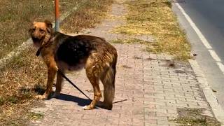 Cachorra Largada Na Rua Com Filhotes É Salva Por Ato De Compaixão!