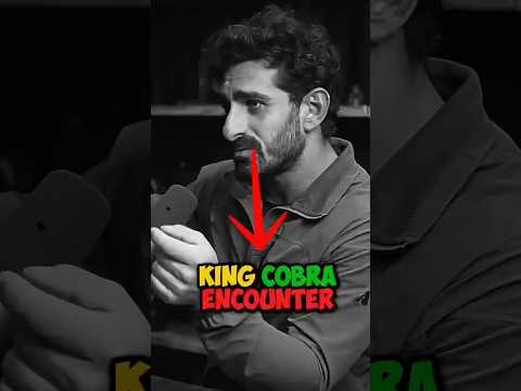Face-to-Face With a King Cobra In the Kitchen