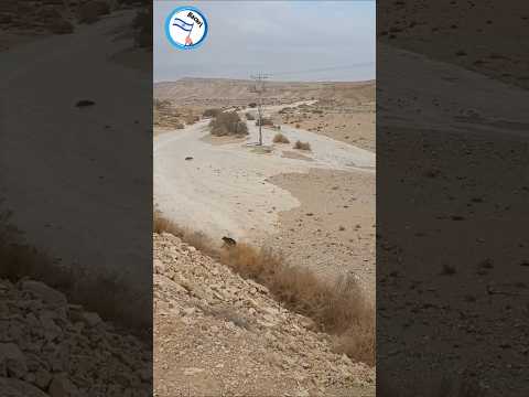 Epico En Israel ! Aguas Invaden El Desierto