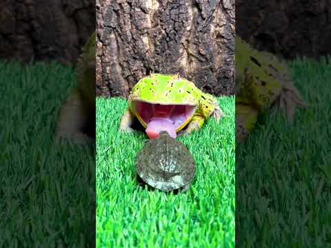 蛙哥已老实 #funny