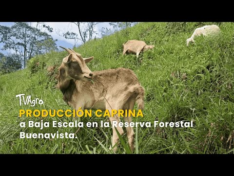YouTube video thumbnail: Small-Scale Goat Production in the Buenavista Forest Reserve