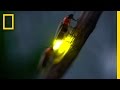 Synchronous Fireflies and Their Habitats