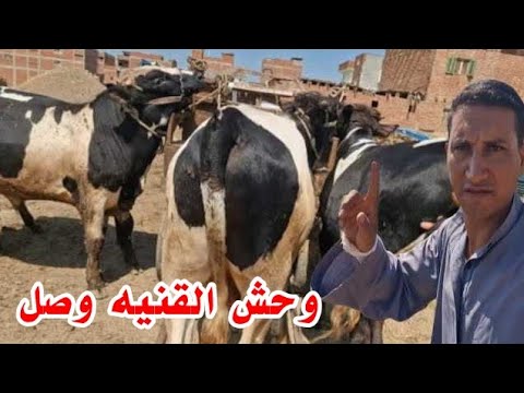 موسم اللحم خلص خلاص ودي بداية اول عروض الانيه عجول فرمه تطلع لحم في 120 يوم مع العارض الجديد
