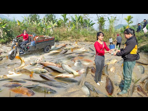 Use 3-wheeled Vehicle Harvesting Many Fish Goes To Sell To Villagers | Phuong Free Bushcraft