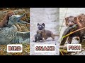 Weasel Species and Their Characteristics