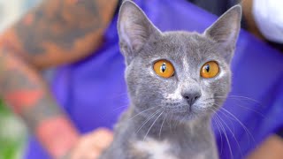 Happy rescued kitten!! From the branch of a tree to a warm and loving home !!😻🛁✂️❤️