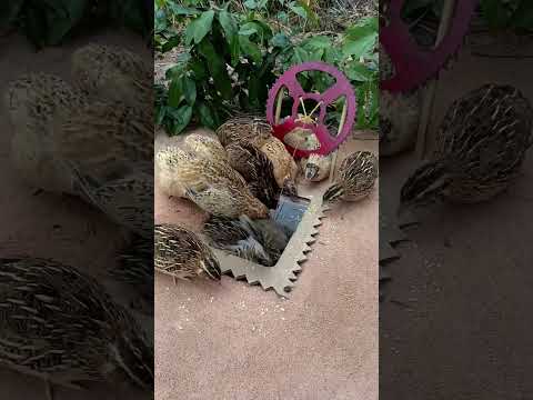 Easy DIY Quail Trap #shorts