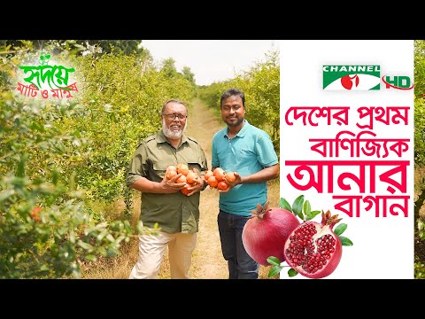 দেশের প্রথম বাণিজ্যিক আনার বাগান | Shykh Seraj | Channel i |