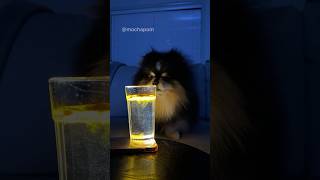 Cute dog reacts to the turmeric trend 🥰 #shorts #dog #pomeranian