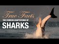 Shark Biology and Adaptations