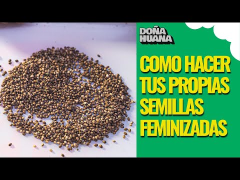 ¿CÓMO HACER MAS DE 500 SEMILLAS FEMINIZADAS?