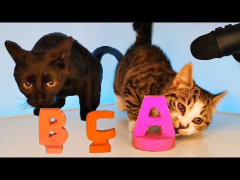 ASMR MUKBANG Cat & Kitten Eating ABC Letter Food Snack Munching Sounds