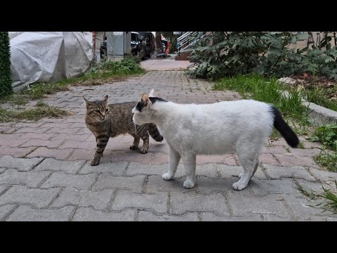 I witnessed female cats fighting for the first time.