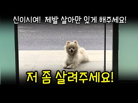 유기견이 죽기 살기로 매일 찾아 왔던 소름돋는 이유!