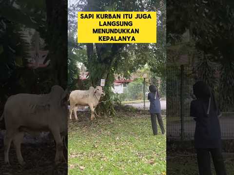 momen lucu ketika sapi kurban salting saat diajak bercanda wanita cantik ‼️‼️ #sapi #ngakak #lucu