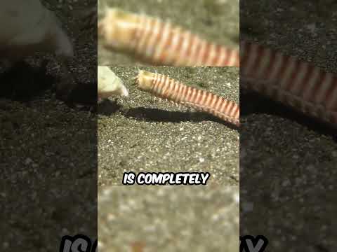 Why Are Bobbit Worms So Dangerous?