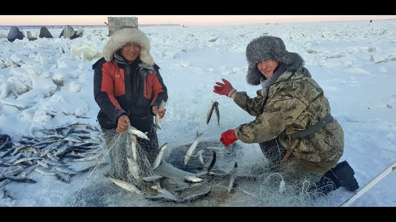 Ловля ряпушки второй день массового пришествия