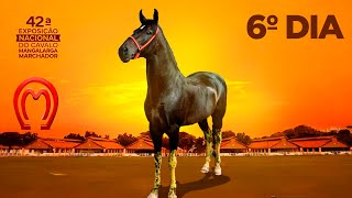42° EXPOSIÇÃO NACIONAL DO CAVALO MANGALARGA MARCHADOR | 6° DIA Pepê Figueiredo