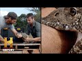Nile Monitor Facts and Features