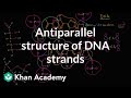 Understanding the Molecular Structure of DNA