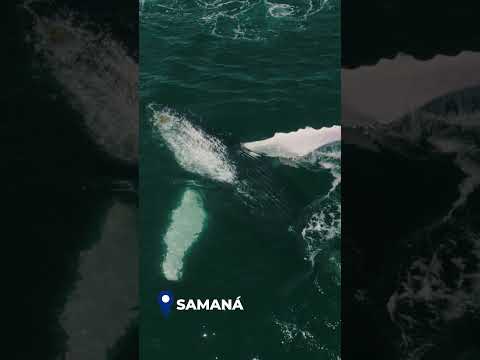 SAMANÁ ENGLISH VERSION #godominicanlife #dominicangetaway #travel #dominicanrepublic